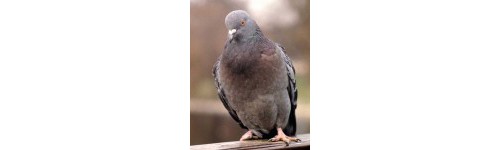 Produits contre les pigeons