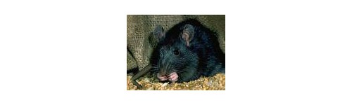 Produits contre les rats & surmulots