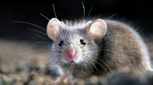 Produits de lutte contre les souris