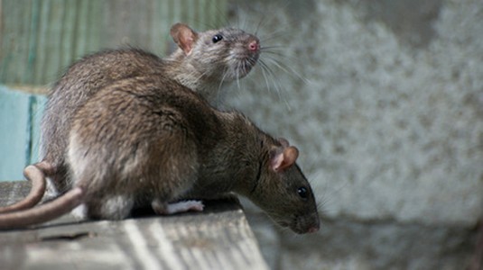 Produits contre les rats et surmulots